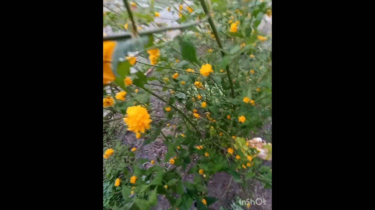 Керрия японская/Мои стихи