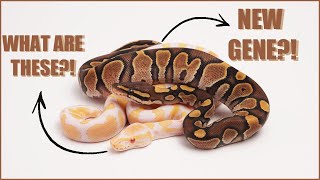 New Ball Python Gene Revealed?! Profile