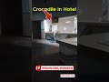 Crocodile Entered in Hotel In Victoria Falls | Caught on Camera