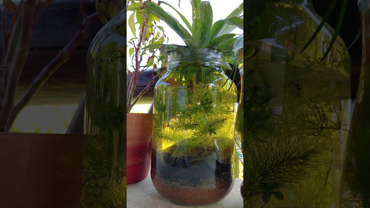 Tropical Aquariums, jam jar ecosystem YouTube