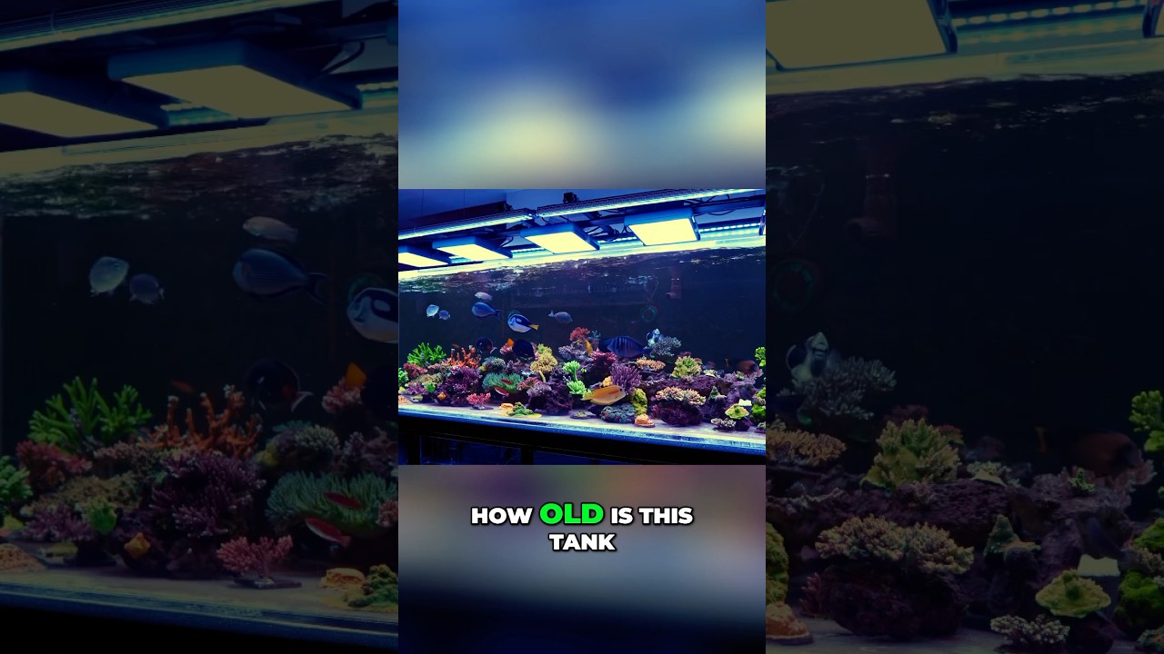 Beautiful Acropora Dominated Reef Tank