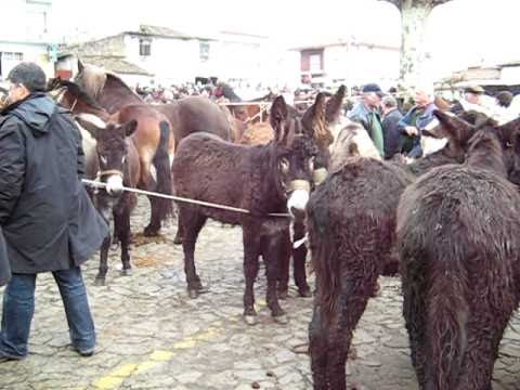 Feira dos Burros Vila de Prado