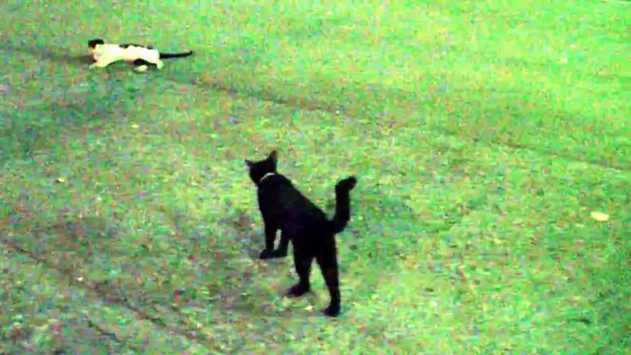 Playful Cats In Lumpini Park Bangkok