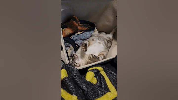 Watch the video about Apollo the Snow Bengal trying to go to sleep. 😴