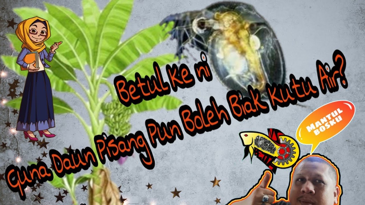 Guna Daun Pisang Pun Boleh Biak Kutu (Daphnia Magna) 