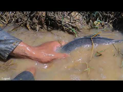 amazing-a-lot-fish-in-rice-farm-on-dry-season-|-finding-fish-in-secret-land-on-dry-season