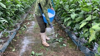 茄子 苦土欠乏症  豊作の代償 19/7/23