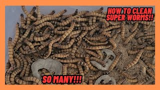 How To Clean And Care For Superworms
