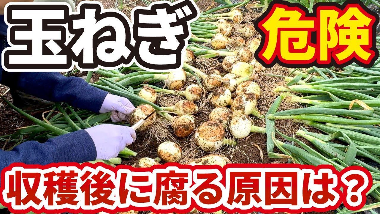 【玉ねぎ】収穫のタイミング・腐りにくい保存方法【腐る原因は⭕⭕です】 - YouTube