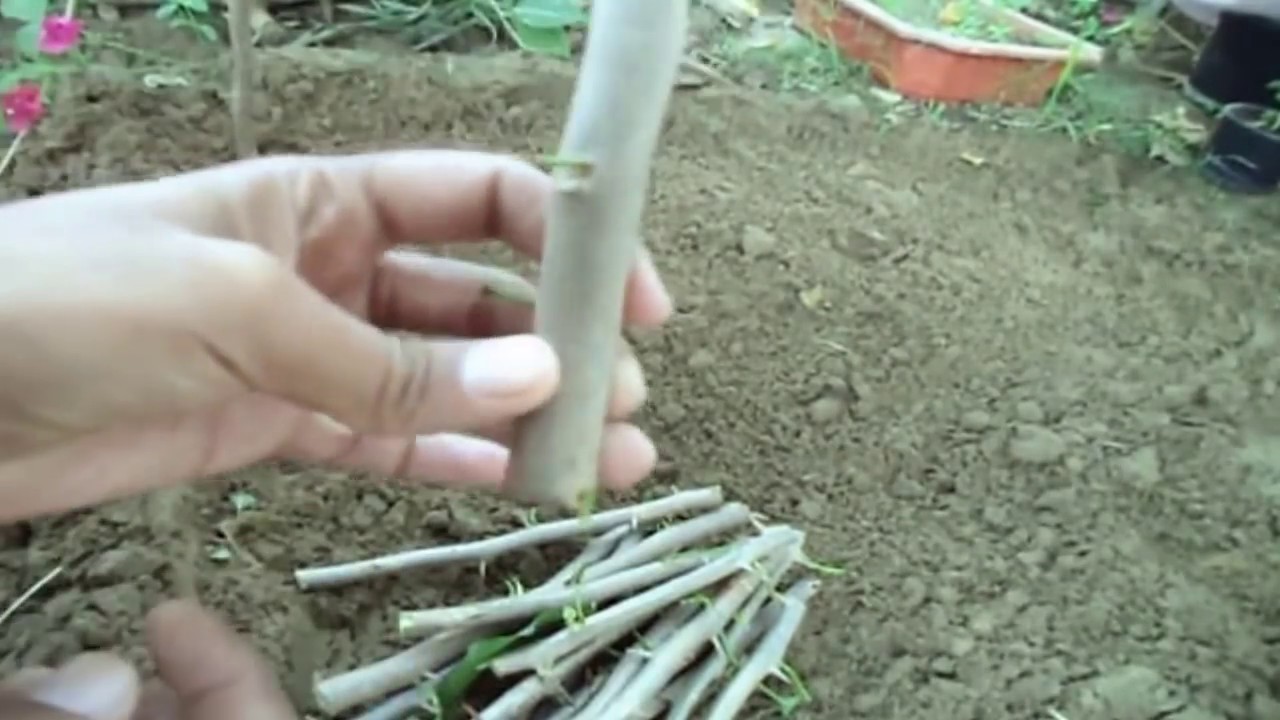How To Grow Bougainvillea Cuttings Without Root Harmone With Update
