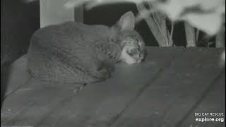 A Kekoa Stretch. Kekoa Rehab Bobcat At Big Cat Rescue.
