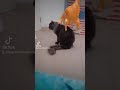 dnacat
