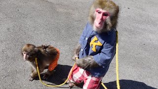 子猿の世話をしてるくれるお猿さん でも何かおかしい Youtube