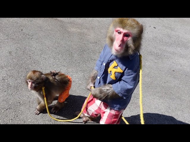 A monkey taking care of a baby monkey. But something is strange