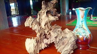 Cách tẩy trắng gỗ lũa bằng dung dịch (how to remove driftwood)