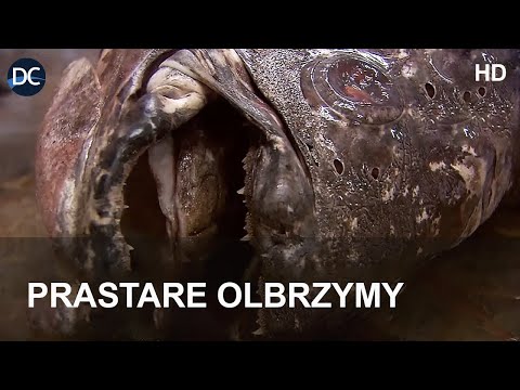 Ryby Celakantokształtne - Prastare Olbrzymy | Historia Życia | Stworzenia Wodne | Seria Dokumentalna