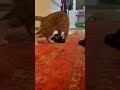 موشش اندازه یه بند انگشته ولی همایون عاشقشه موشش اندازه یه بند انگشته ولی همایون عاشقشه