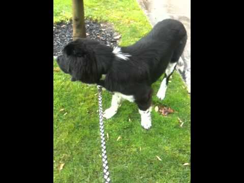 Darwin, 6 month old Newfoundland Puppy is afraid of the ...