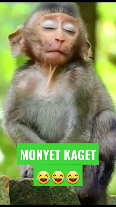 #shorts || MONYET KAGET