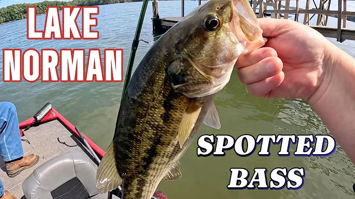 THE BIG ONE THAT GOT AWAY | LAKE NORMAN FALL BASS