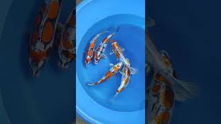 avail benikiko, jenis langka dan antiq😍 #koi #ikankoi #hargaikankoi #ikan #ikankoiblitar #ikanmurah