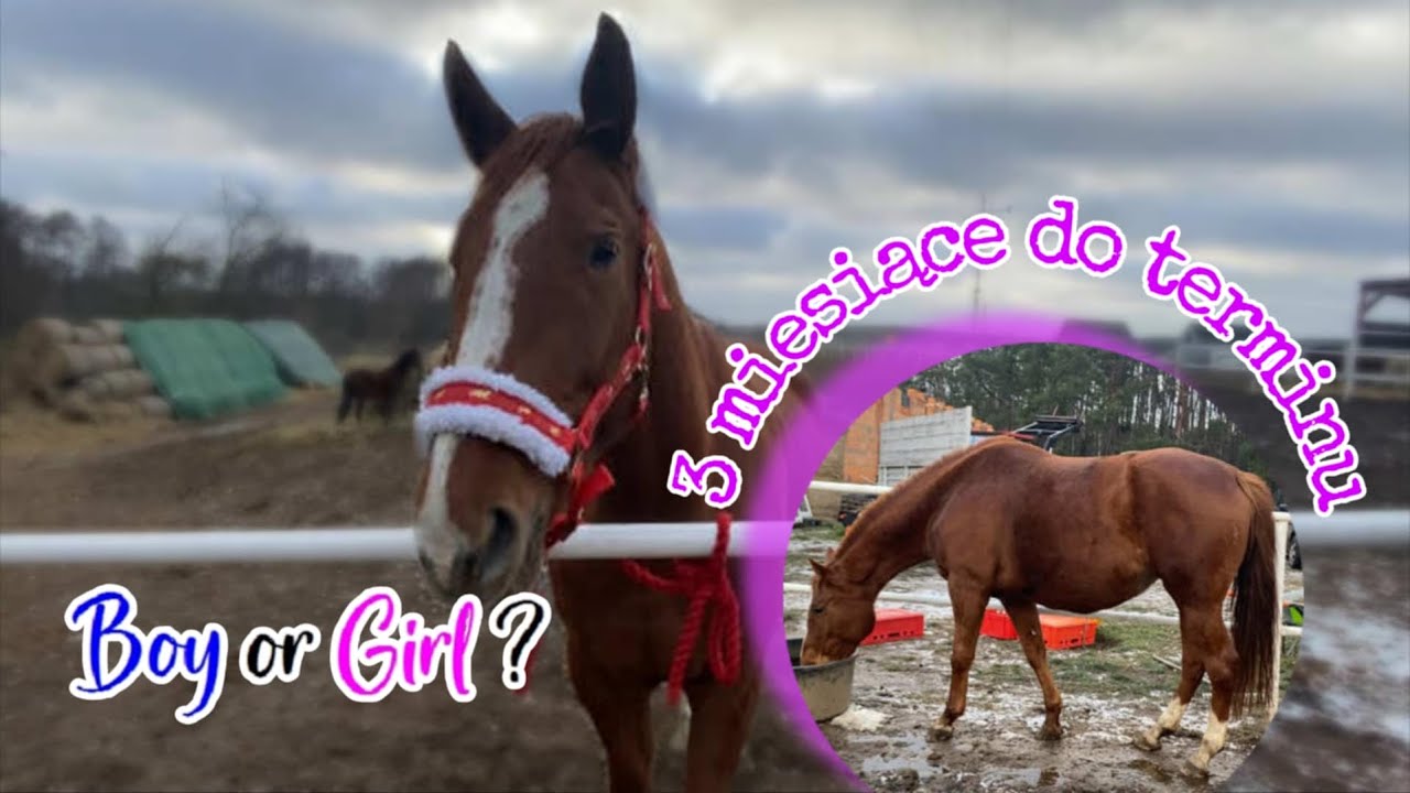 BAJKA OBSTAWIA PŁEĆ ŹREBAKA // 3 miesiące do terminu