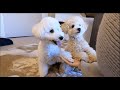月に一回の大好きなイベントに大喜びする犬達【Doggy Box】