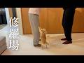 夫婦の争いを止めに来たかと思いきや