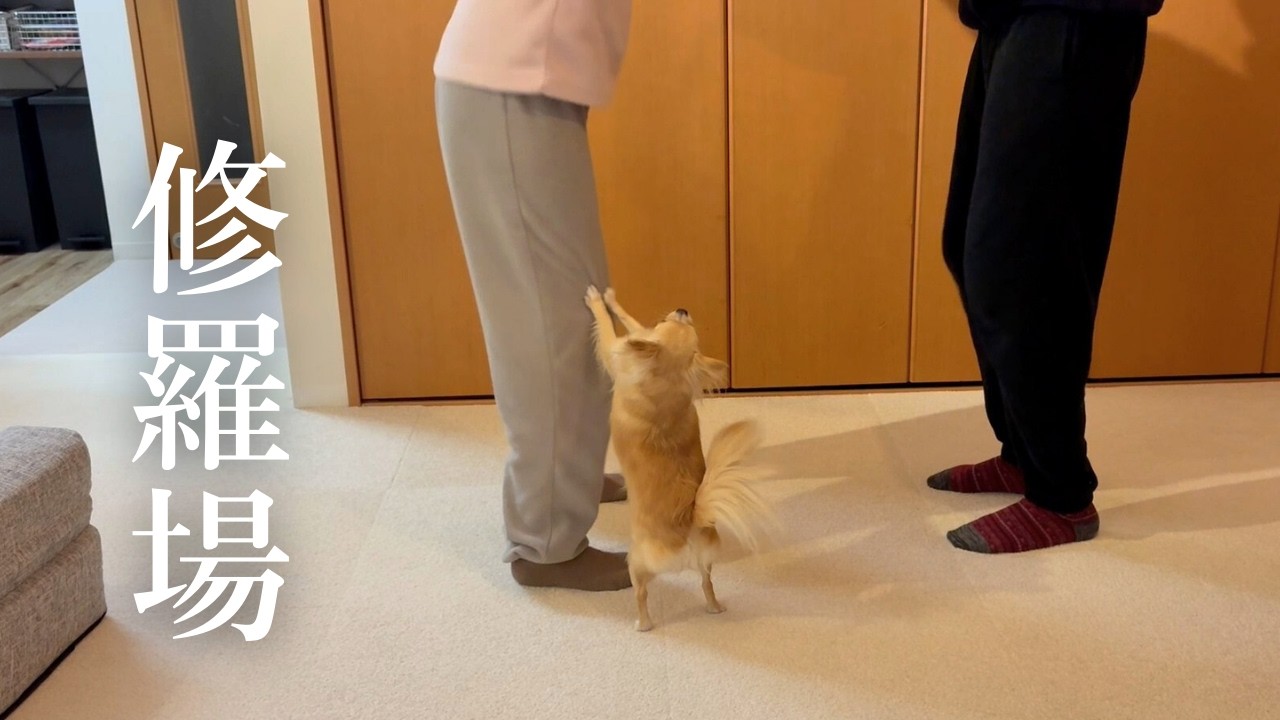 夫婦喧嘩を止めに来たかと思いきや