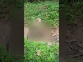Wild monkey moment #babymonkey #monkey #nature