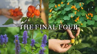 Huws Edible Perennial Plant of the Year | 2024
