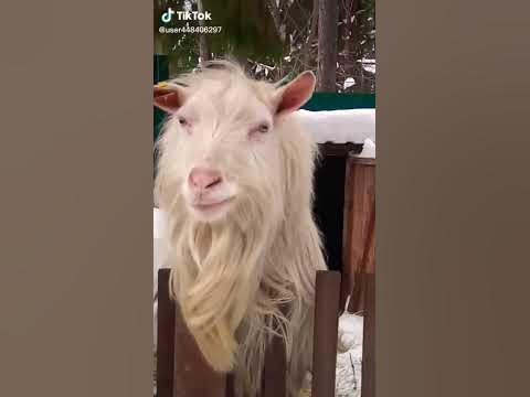 Козел - YouTube