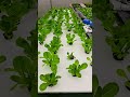 Lechuga hidropónica 🥬🌱🌎🇬🇹#hidroponia #guatemala
