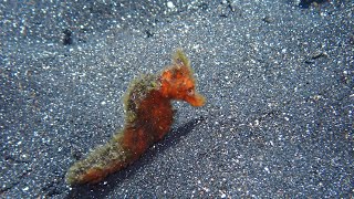 Download Lagu Lembeh 2025, Snorkeling avec le Pulisan resort (video 1080 HD) MP3