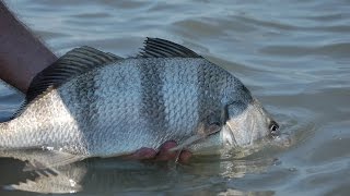 Flyfishing For Black Drum