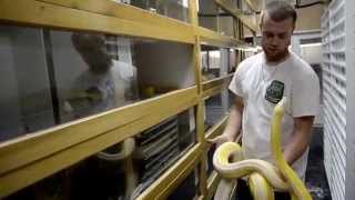 Celebrity Snake Room Tour UPDATE! Retic Edition!!!! Profile
