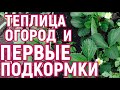 Обзор теплицы, огорода и первые подкормки!