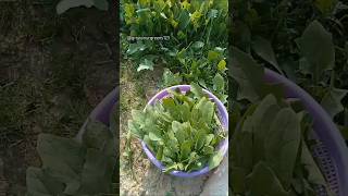 palak harvest on my terrace garden #vegetablegarden #greenrooftop#short