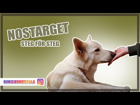 Video: Förbättrar Morötter Verkligen Synen För Dig, Din Hund?