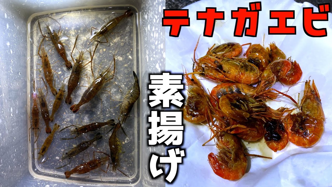 テナガエビを食べて自然の恵に感謝することでより一層変態度を増すことができる【釣り/テナガエビすくい】〜高評価3000達成で伊豆大島に釣り確定〜