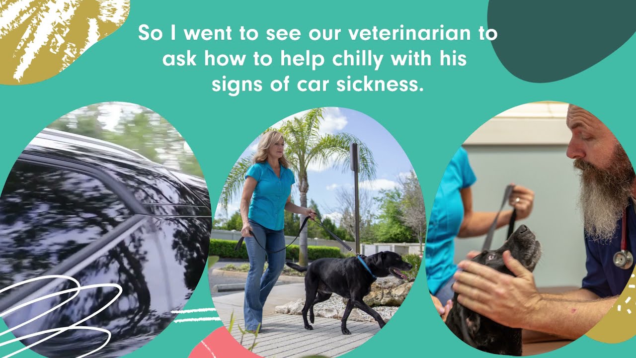 How I Helped My Carsick Dog Enjoy Car Rides Again YouTube