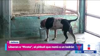 Liberan a "Pirata", el pitbull que mató a un ladrón en Jalisco | Noticias con Yuriria Sierra