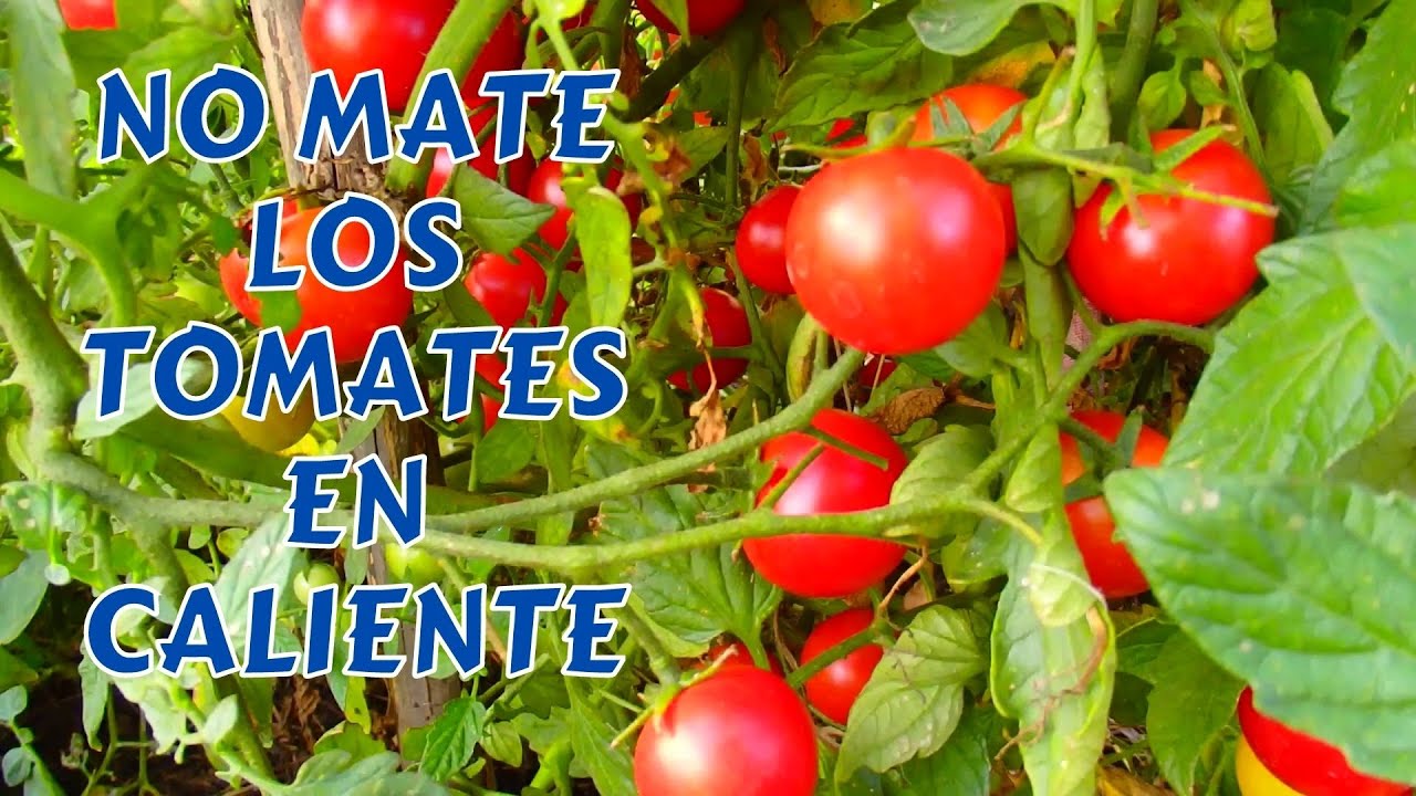 Táctıcas Para Proteger Los Tomates Del Calor 