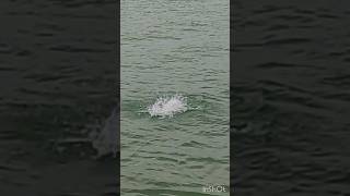 Topwater Fishing: Crazy Bluefish Smashes Popper!!! #bluefishing #saltwaterfishing #bluefish #popper