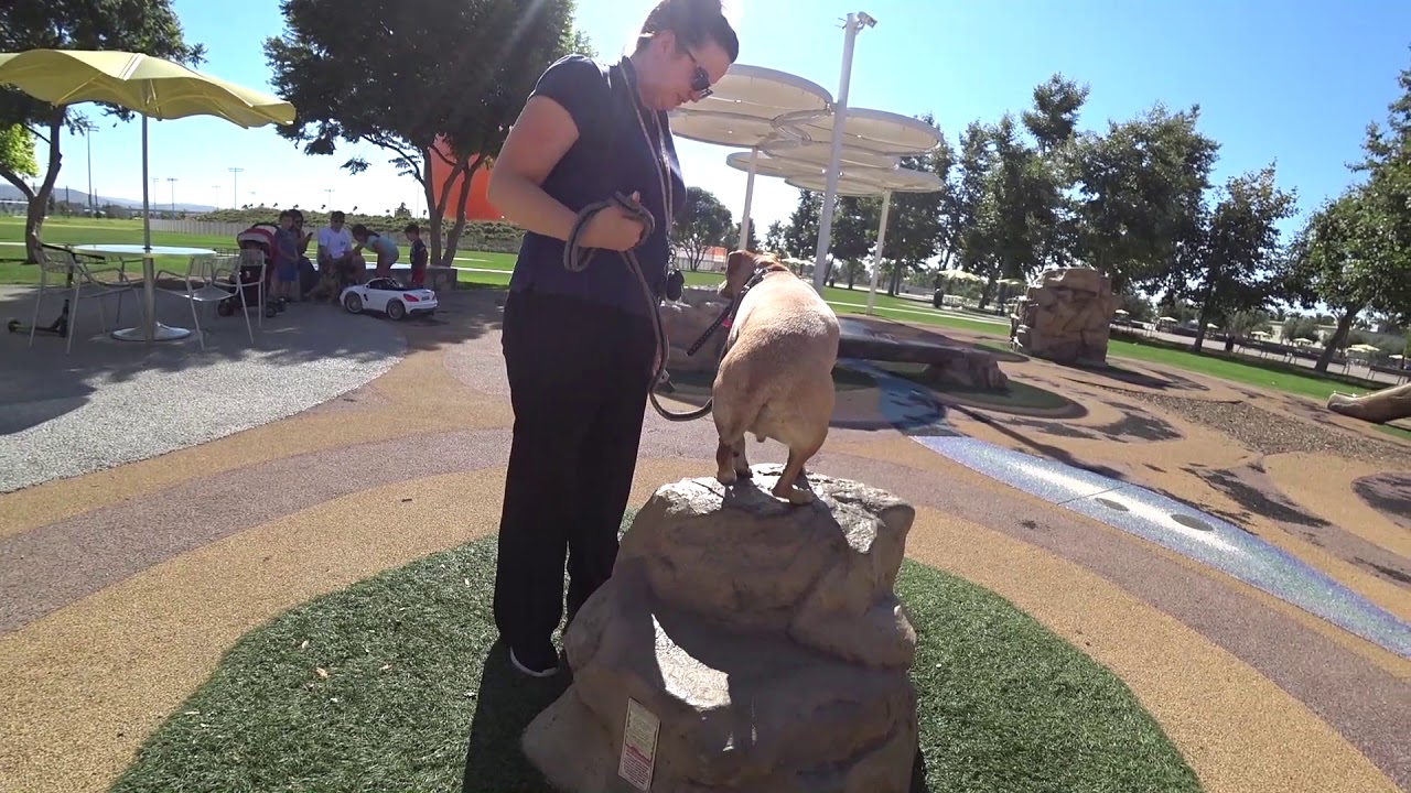 CYNTHIA TRAINER CAM (Episode 6) Training Dogs In The OC from Start to Finish dog whisperer tips