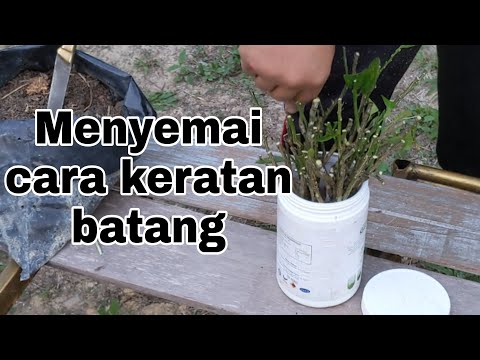 Video: Membiak Pokok Limau: Petua Mencantum Tunas Pokok Limau