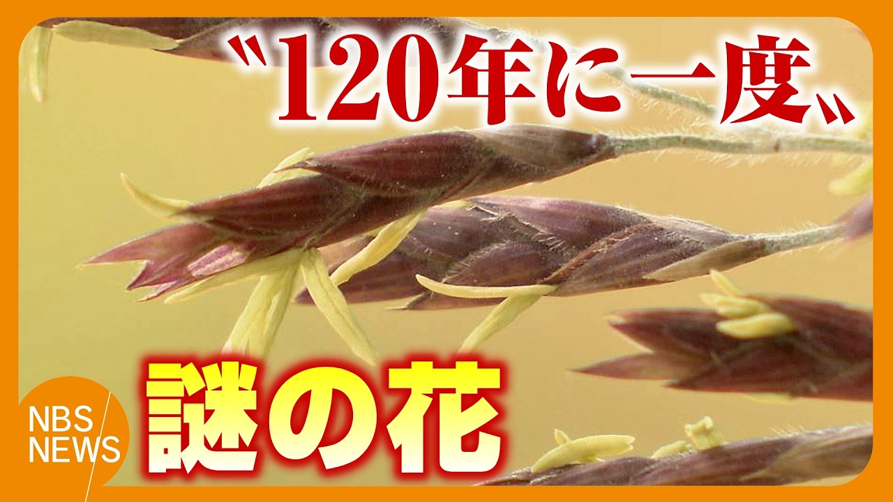 月が注ぐ花 Mysterious flowers