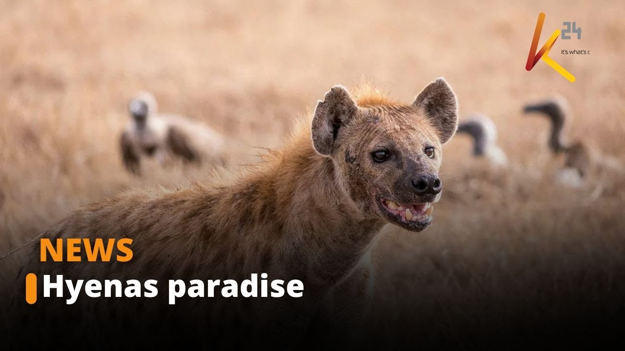 Man eating Hyenas continue to terrorize residents in Juja