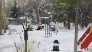 Самка Седого дятла и Большой пестрый.