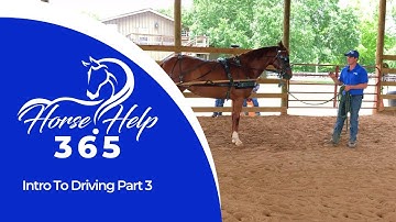Intro To Driving Part 3 | Horse Help - Michael Gascon